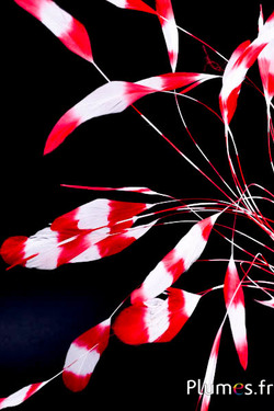 Coquetip - 20-25 cm - blanc-rouge